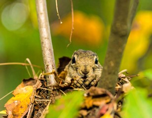 Fototapeta premium Captivating Squirrel Portrait: Close-Up in Natural Autumn Foliage Setting
