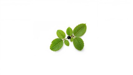 Overhead shot of chokeberry alongside lush green leaves on a white background