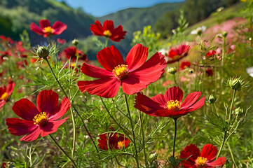 field of poppies