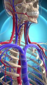 Medical 3D animation of the human circulatory system detailing the arteries and veins in the head neck and chest shown alongside the skeletal anatomy