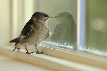 Purple Martin - Reflection