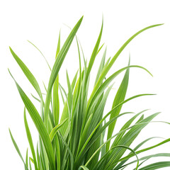 Fototapeta premium Ai generated image of closeup of vibrant green grass blades with dew drops, isolated on a clean transparent background, symbolizing growth and natures vitality