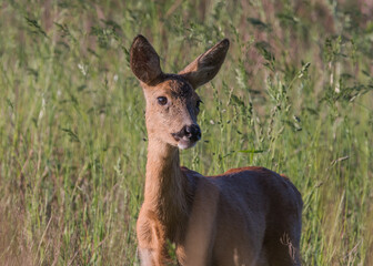 Porträt einer Ricke auf einer Wiese