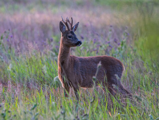 Rehbock auf einer Wiese
