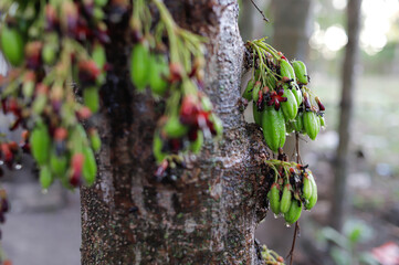 Averrhoa bilimbi, commonly known as&nbsp;bilimbi,&nbsp;cucumber tree, or&nbsp;tree sorrel.