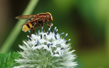A Hornet Mimic Hoverfly, Volucella zonaria, pollinating a Globe Thistle flower.