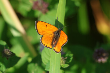A rare male Large Copper Butterfly, Lycaena dispar, resting on a reed at the edge of water with spreadwings.