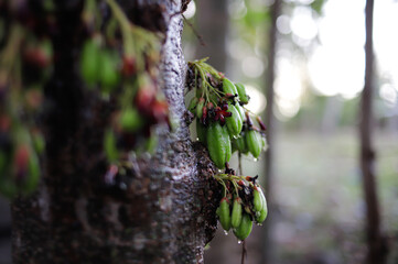 Averrhoa bilimbi, commonly known as&nbsp;bilimbi,&nbsp;cucumber tree, or&nbsp;tree sorrel.