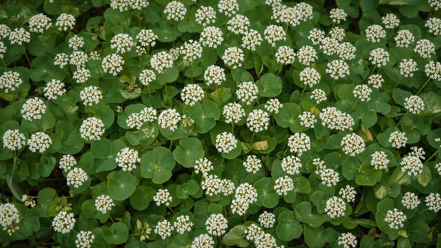 Texture of green leaves and pale flower heads in a spring garden