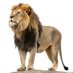 Obraz premium Majestic male lion standing proudly against a stark black background showcasing its powerful build and magnificent mane