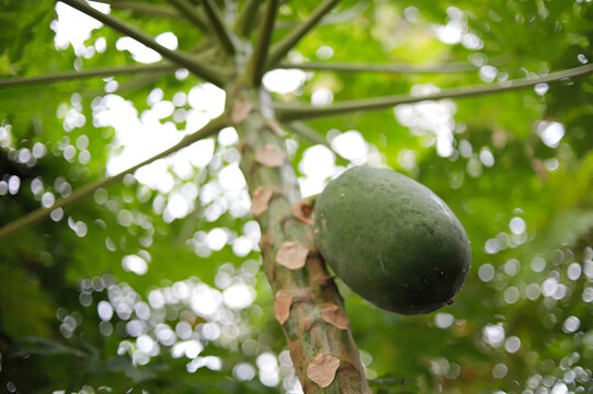 Close up of unripe raw papaya hanging on tree in the garden, natural organic fruit green background