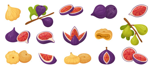 Fig tree fruits. Juicy fresh and dry figs, full and cuts elements. Raw ingredients for jam desserts cakes, fresh vitamin seasonal fruits, neoteric vector clipart