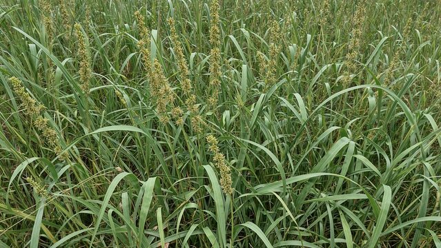 Sedge species of the Cyperus genus exhibiting elongated, narrow leaves, clustered yellow-green flowers shaped like stars, and triangular stems, often inhabiting moist environments and open meadows.