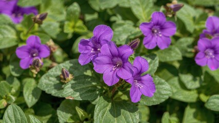 Vibrant purple blooms of tradescantia in early summer garden setting with lime green foliage