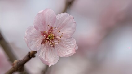 Macro view of Ume plum flower in early bloom