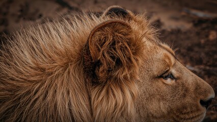Naklejka premium Detailed shot of a lion's ear surrounded by thick mane and fur