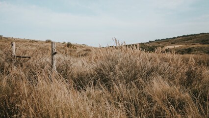 Parched foliage and thickets in a rustic area