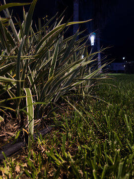 green grass in the wind night