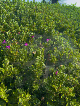 garden with flowers web