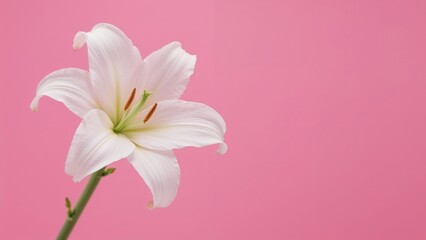 Close-up shot of a white lily against a pink backdrop, representing innocence and affection. Blank space included.