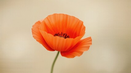 Fototapeta premium Focus on an isolated orange poppy blossom