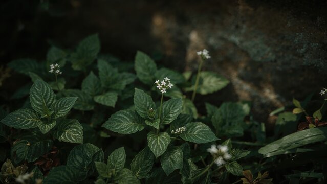 Traditional Dokudami plant blossoming in a cool, shadowy garden