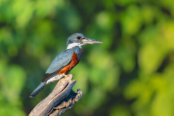 Ringed kingfisher (Megaceryle torquata) in golden light, Manu national park, Peru