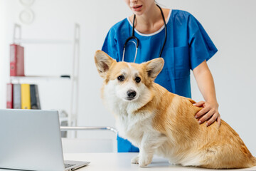 Veterinarian in blue scrubs gently examining a corgi dog on a table, with a laptop nearby, showcasing a caring and professional environment in a veterinary clinic