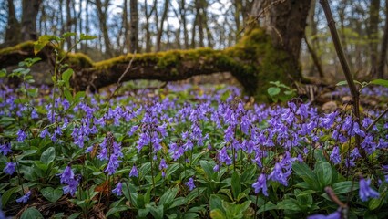 Fototapeta premium Dentaria glandulosa showcasing purple petals in a forest during spring