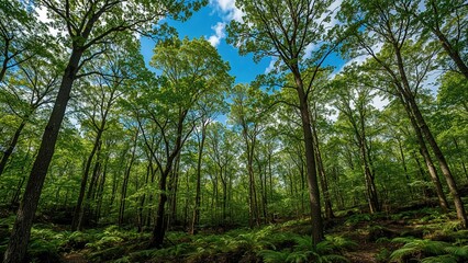 Fototapeta premium Lush Forest Canopy With Verdant Trees Stretching Up To The Blue Sky