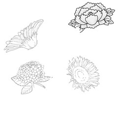 Floral Art: Wing, Peony, Hydrangea, and Sunflower Illustrations