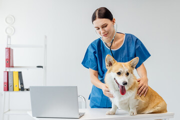 Female veterinarian in blue scrubs examines a corgi dog at a veterinary clinic, with a laptop on the table and shelves of files in the background, showcasing a caring and professional environment