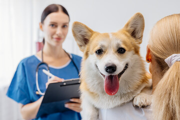 Veterinarian in blue scrubs, holding clipboard, examines happy corgi dog on owner's shoulder,...