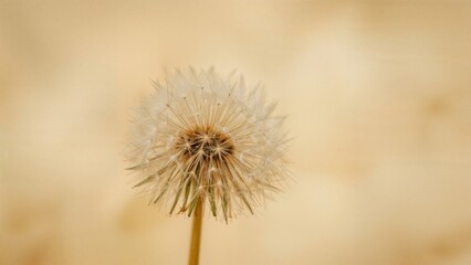 Close-up of a Dandelion Flower