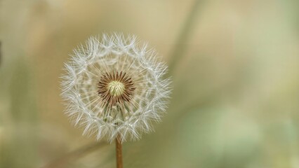 Obraz premium Detailed view of a dandelion seed