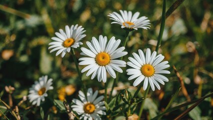 Obraz premium Detailed close-up of white daisy blooms in a floral setting