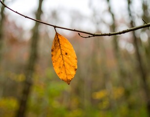Obraz premium A solitary golden autumn leaf clings to a bare branch in a tranquil forest, symbolizing the quiet beauty of seasonal change