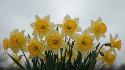 Obraz premium Gathering daffodils to brighten a gloomy afternoon