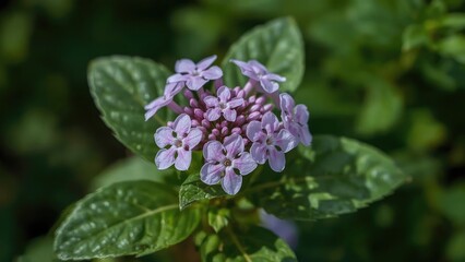 Fototapeta premium Detailed view of blooming Plumbago auriculata surrounded by leaves