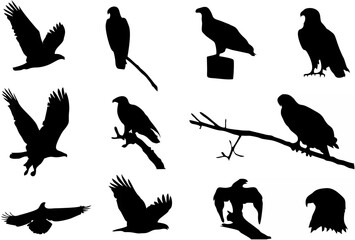 Eagle Silhouettes - Flying Bi...