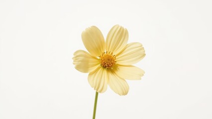 Obraz premium Yellow summer flower shown individually on a white background