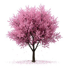 Obraz premium Pink cherry blossom tree isolated on transparent background