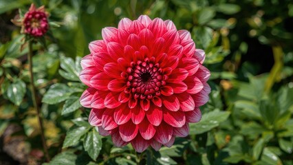 Vibrant blossoms flourishing in a garden setting
