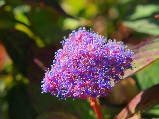 Hydrangea macrophylla ‘Tricolor’ – variegated leaves and delicate pastel blooms, ornamental mophead hydrangea with unique foliage and summer flowers for decorative gardens