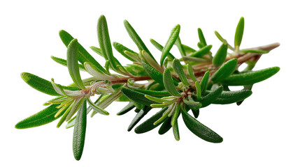 Rosemary Sprig: A close-up capture of a sprig of rosemary, showcasing its vibrant green needle-like leaves and fresh, aromatic texture.