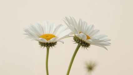 Close-up of a pair of white daisy blossoms with yellow centers