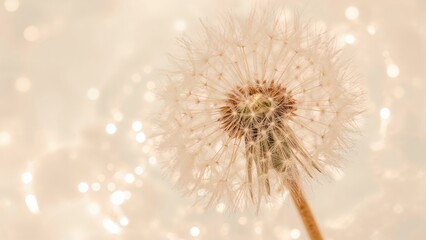 Close-up image focusing on dandelion seeds with creative abstraction