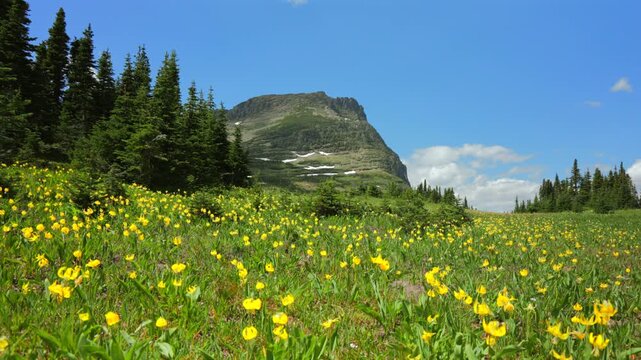 Explore the breathtaking landscapes of Glacier National Park in Montana, filled with colorful wildflowers and majestic mountains offering incredible views that inspire awe and wonder