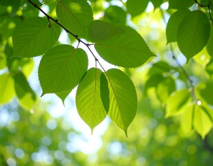 Obraz premium Fresh green leaves in sunlight