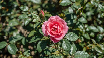 Rosa gallica: A flowering plant species from the rose family found in southern and central Europe extending to Turkey and the Caucasus